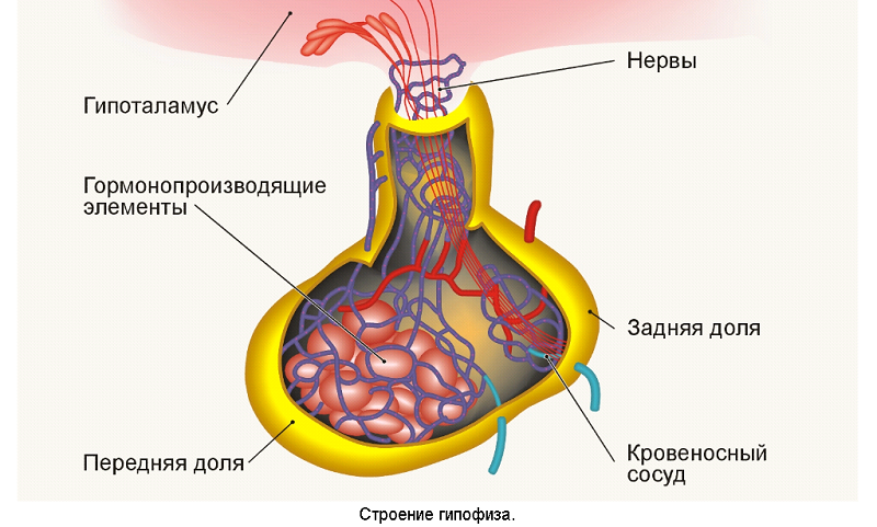 Строение гипофиза Гипофиз и проблемы роста. Строение гипофиза.